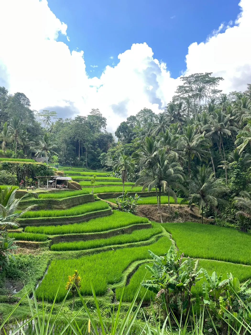 Ubud Culture & Nature Tour